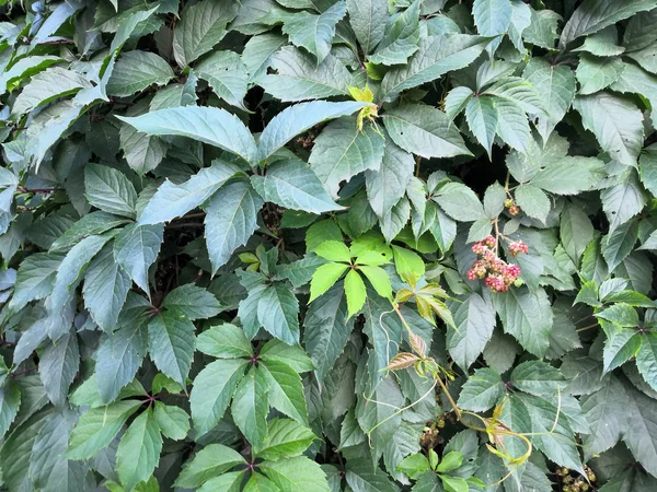 Hojas verdes frescas de vid soltera. Fondo natural de la hiedra de uvas jóvenes . —  Fotos de Stock