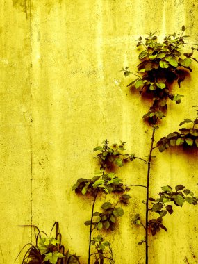 ağaçlar dalları üzerinde bir arka plan olarak metal mavi duvar arkasındaki tomurcuklar gösterilir