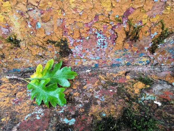 Дубовые листья. Кирпичная стена. Старая белоснежная краска, снимающая с огромной потрескавшейся стены . — стоковое фото