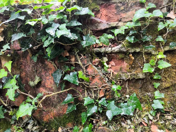 Abstract grungy powder gray wet with green ivy hedera, background — Stock Photo, Image