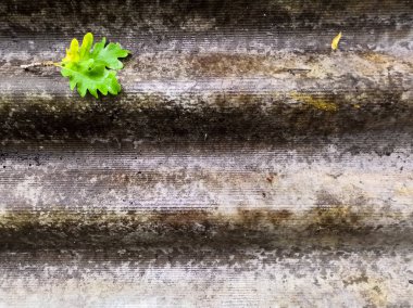 Soyut grungy toz gri ıslak, meşe yaprakları, sonbahar arka plan