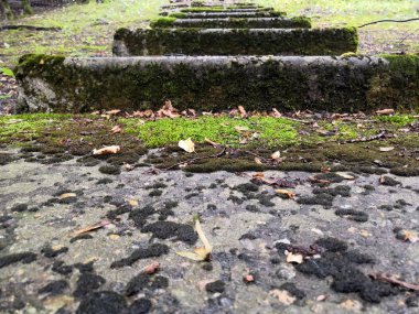 Taş basamaklar yukarı doğru yol açar, tek tek basamaklar yosunla kaplıdır