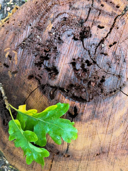 Tronco de carvalho em um fundo de folhas de carvalho de outono marrons. Corte com anéis vista superior — Fotografia de Stock