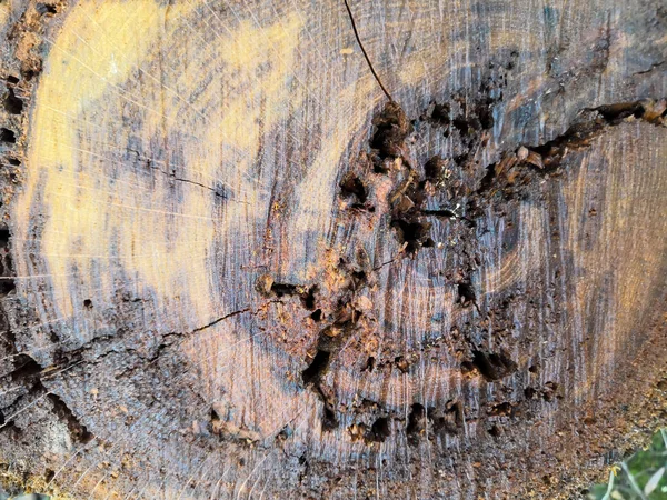 Superfície de madeira da árvore de corte, textura abstrata de rachadura de textura de madeira de madeira velha — Fotografia de Stock