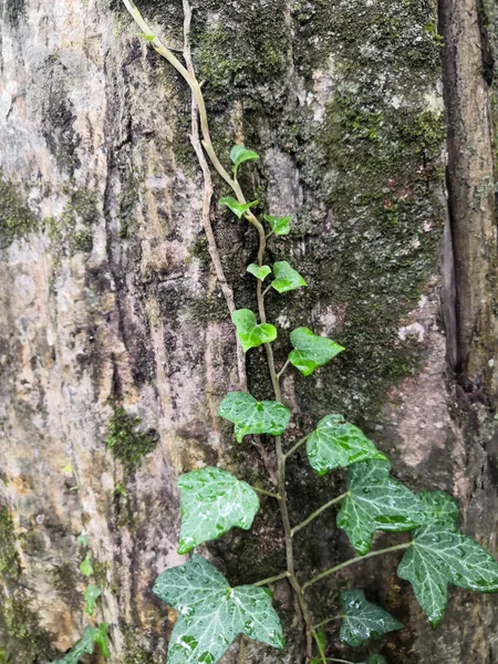 Cadena de planta de hiedra inglesa creciendo sobre un viejo tronco de árbol cubierto de musgo — Foto de Stock