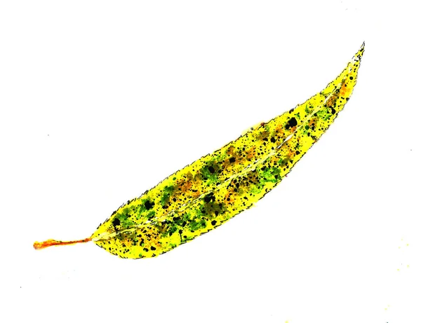 Acuarela otoño naturaleza hoja. Textura dibujada a mano con hojas verdes, amarillas y naranjas —  Fotos de Stock