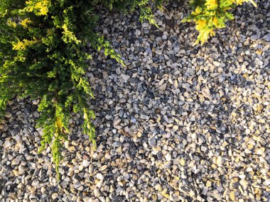 Çakıl zemin üzerinde tencerede ardıç yeşilçam dalları. eğrelti otu ev, bahçe, park, ofis süslemeleri için kullanılır.