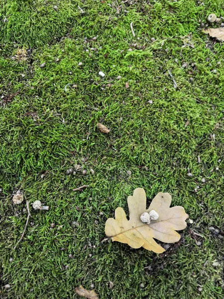 Foglia di quercia autunnale con ghiande su muschio verde. Contesto — Foto Stock