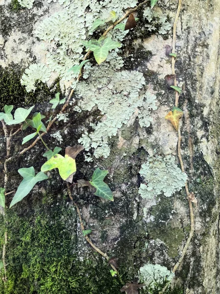 Corteza de árbol viejo con musgo y hojas Hedera fondo —  Fotos de Stock