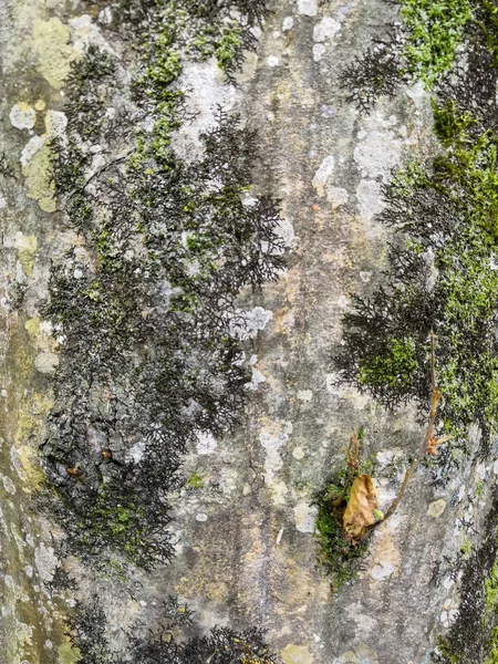 Stare drzewo kora z mchem i pozostawia tle hedera. Tekstura i tło Moss. — Zdjęcie stockowe