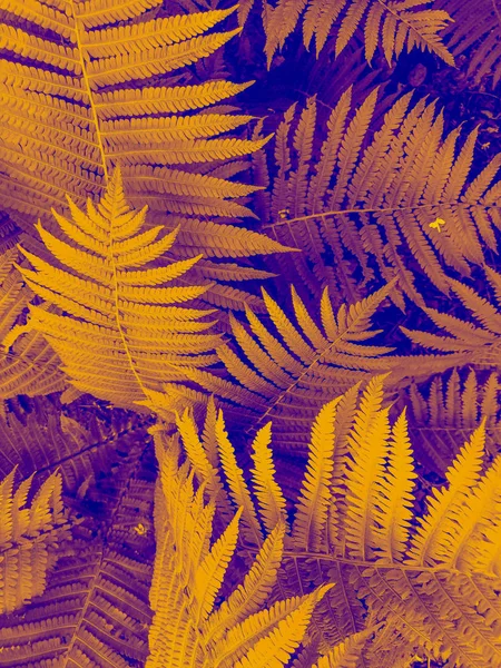 Soyut sarı mavi eğrelti otu arka planı yakından bırakır