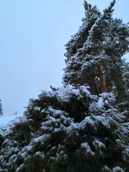 Zasněžené zimní les. Vysokými borovicemi. Bílá krajina v chladný den — Stock fotografie
