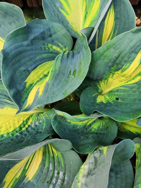 Macro green yellow leaves Hosta garden background — Stock Photo, Image