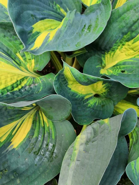 Makro yeşil sarı hosta bahçe arka plan yaprakları — Stok fotoğraf