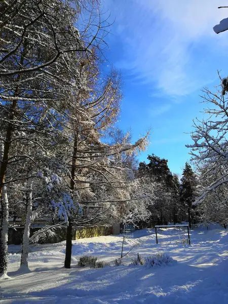 Zimní les byl pokryt sněhem. Vysoké borovice. Bílá krajina za chladného dne se silnicí — Stock fotografie