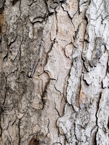 Mintás fa kéreg szürke-barna foltok háttérben. Természetes zöld, sárga és barna foltos Platánus fa textúra — Stock Fotó