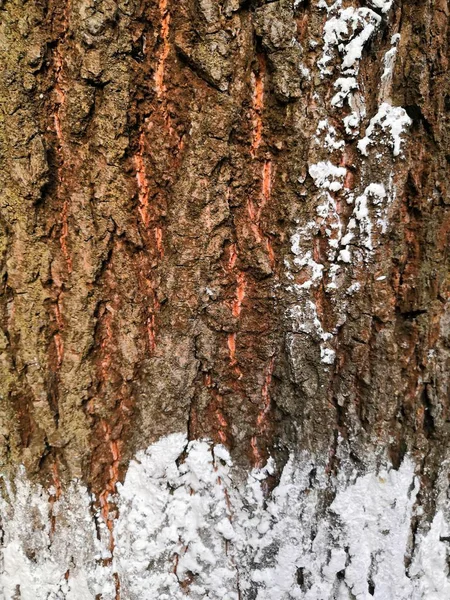 白い雪と緑の苔で木の樹皮クローズアップ。背景の木は、垂直に成長する地衣と樹皮 — ストック写真