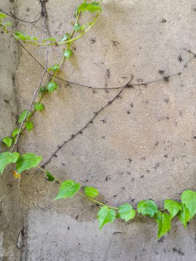 Çimento ve yaprakları ve kökleri arka plan ile beyaz tuğla duvar. siyah ve beyaz tuğla duvar doku arka plan