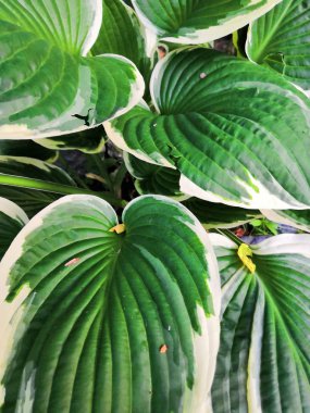 Bitkinin alacalı yeşil ve beyaz yaprakları arka plana ev sahipliği yapıyor