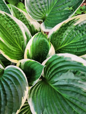 Bitkinin alacalı yeşil ve beyaz yaprakları arka plana ev sahipliği yapıyor