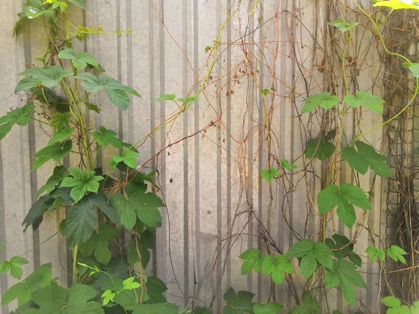 Valla de madera gris y plantas verdes fondo del jardín — Foto de Stock