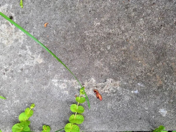 Green climbing plant parthenocissus on a concrete wall background. Retro photo. — Stock Photo, Image