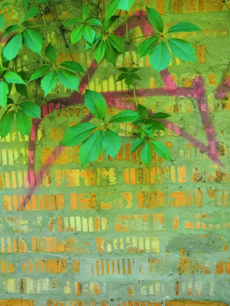 Зеленый альпинистский завод parthenocissus на фоне кирпичной стены — стоковое фото