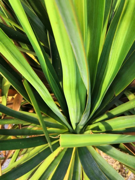 Close-up van groene Yucca-abstracte achtergrond — Stockfoto