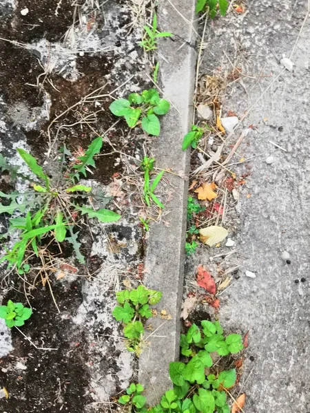 水泥路径青苔叶秋背景。秋季阴雨天气背景. — 图库照片