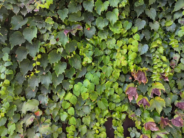 Zielona wspinaczka roślina tekstura tło. Myrtle zielone tło. — Zdjęcie stockowe