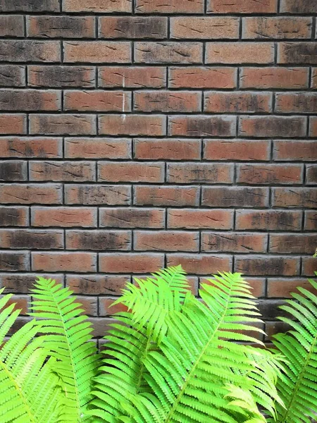 テクスチャの背景のためのレンガの壁に緑のシダと苔 — ストック写真