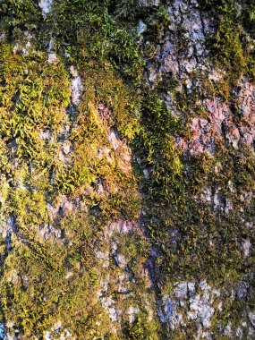 Eski bir meşe ağacının yosunlu kabuğu, güzel bir desen oluşturan. Vahşi yeşil yosun ormanda kabuğu ağacı üzerinde büyümek.