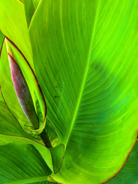 Groene tropische achtergrond grote exotische bladeren. tropische bananen gebladerte textuur, grote Palm blad natuur achtergrond — Stockfoto