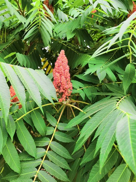 Fondo tropical verde grandes hojas exóticas. textura de follaje de planta tropical, fondo de naturaleza de hoja de palma grande —  Fotos de Stock