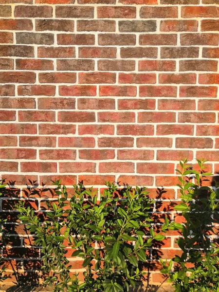 Old red brick wall copy space background and green Bush plant nature living concept idea — ストック写真