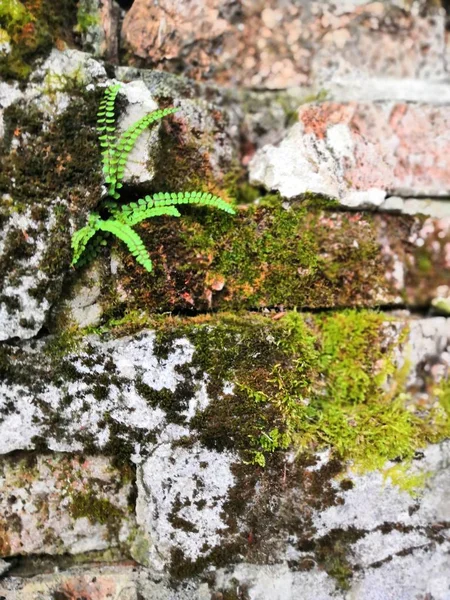 Ladrillos viejos con musgo verde y pequeños helechos de fondo. pequeño árbol y helechos verdes musgo están creciendo en la pared de ladrillo viejo . —  Fotos de Stock