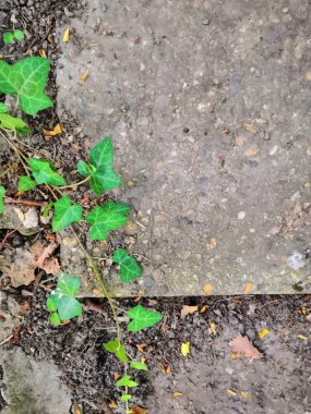 Akdeniz ormanında Populus gövdesine yeşil sarmaşık Hedera sarmal