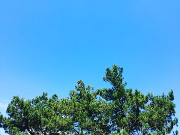 Корона пишного зеленого соснового дерева з довгими голками на фоні блакитного неба . — стокове фото