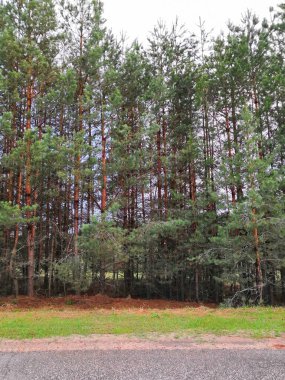 Asfalt yolu, kozalaklı ormanın kıyısından geçerek vadideki sıradağlarla buluşmaya gidiyor..