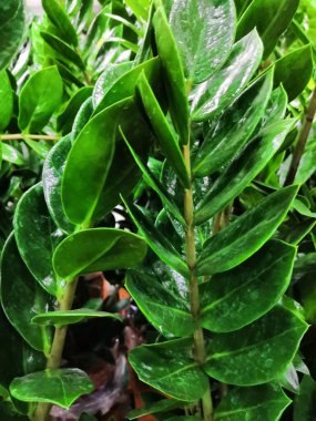 Zamioculcas bitkisinin yaprakları. tropik yapraklar desen arkaplanı.