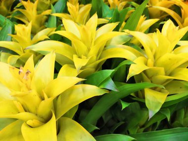 Renkli parlak çizgili güzel yapraklar ve çiçekler tropikal bitki bromelia arka planı