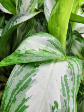 Grafik tasarımı veya duvar kağıdı için tropikal ormanda yeşil yaprak arka planı