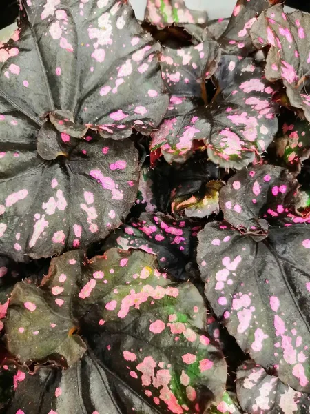 Abstract kleurrijk wazig Rex Begonia Devil 's Paradise bladeren, bladeren randen, textuur achtergrond, selectieve focus — Stockfoto