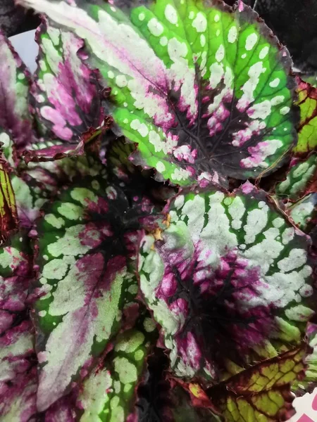 Abstract colorful blurred Rex Begonia Devil 's Paradise leaves, leaves margins, texture background, selective focus — стоковое фото