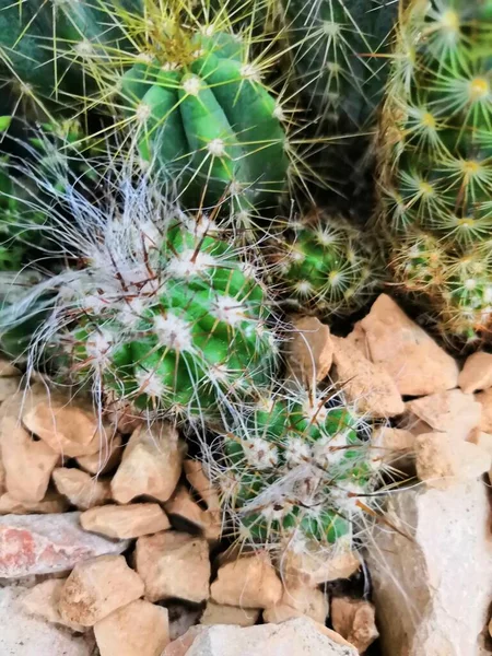 Fondo verde de mini cactus espinoso. Grano suculento —  Fotos de Stock