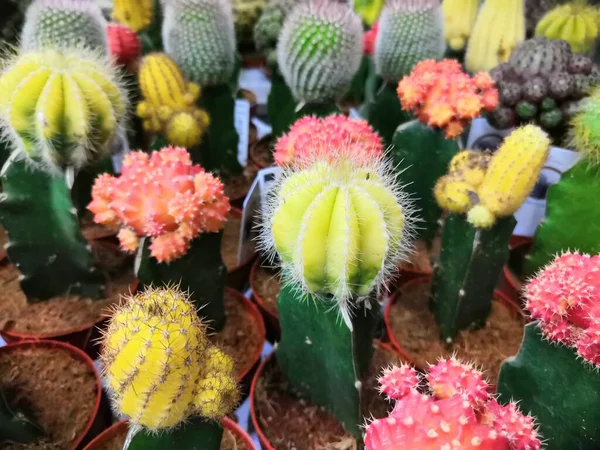 Kolorowe jasne kaktusy gymnocalycium roślin w tle garnki — Zdjęcie stockowe