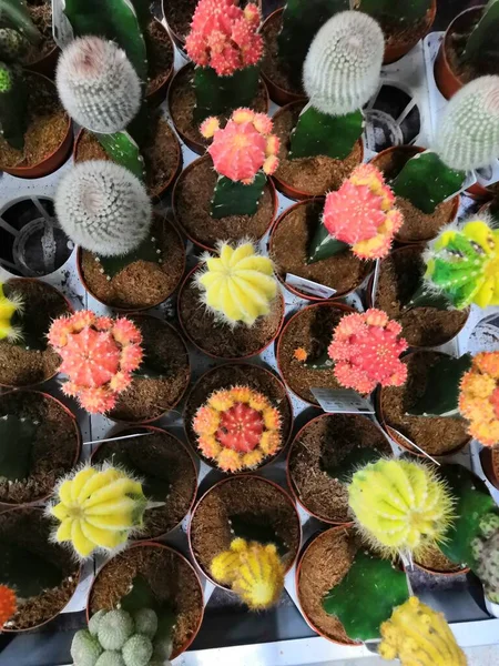Plantas de cactus gymnocalycium brillantes coloreadas en fondo de macetas —  Fotos de Stock