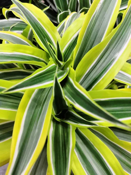 白の美しい葉を持つ斑入りの緑の黄色熱帯低気圧植物の背景 — ストック写真