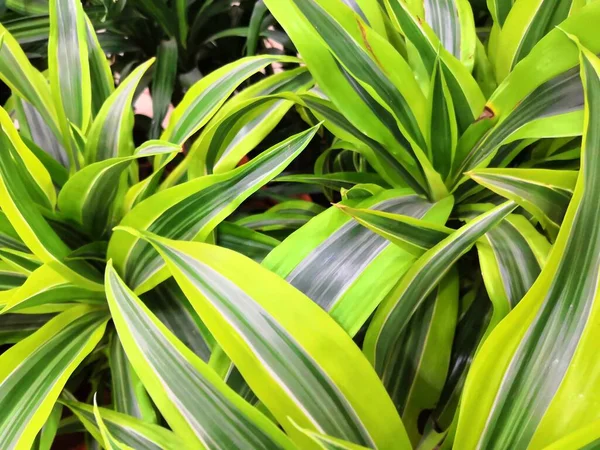 Variegated zelená žlutá s bílou krásné listy tropické dracaena rostlin na pozadí — Stock fotografie
