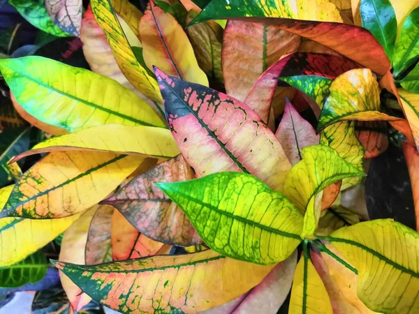 Croton leaves texture background, green and pink and purple and yellow leaf backdrop — стоковое фото